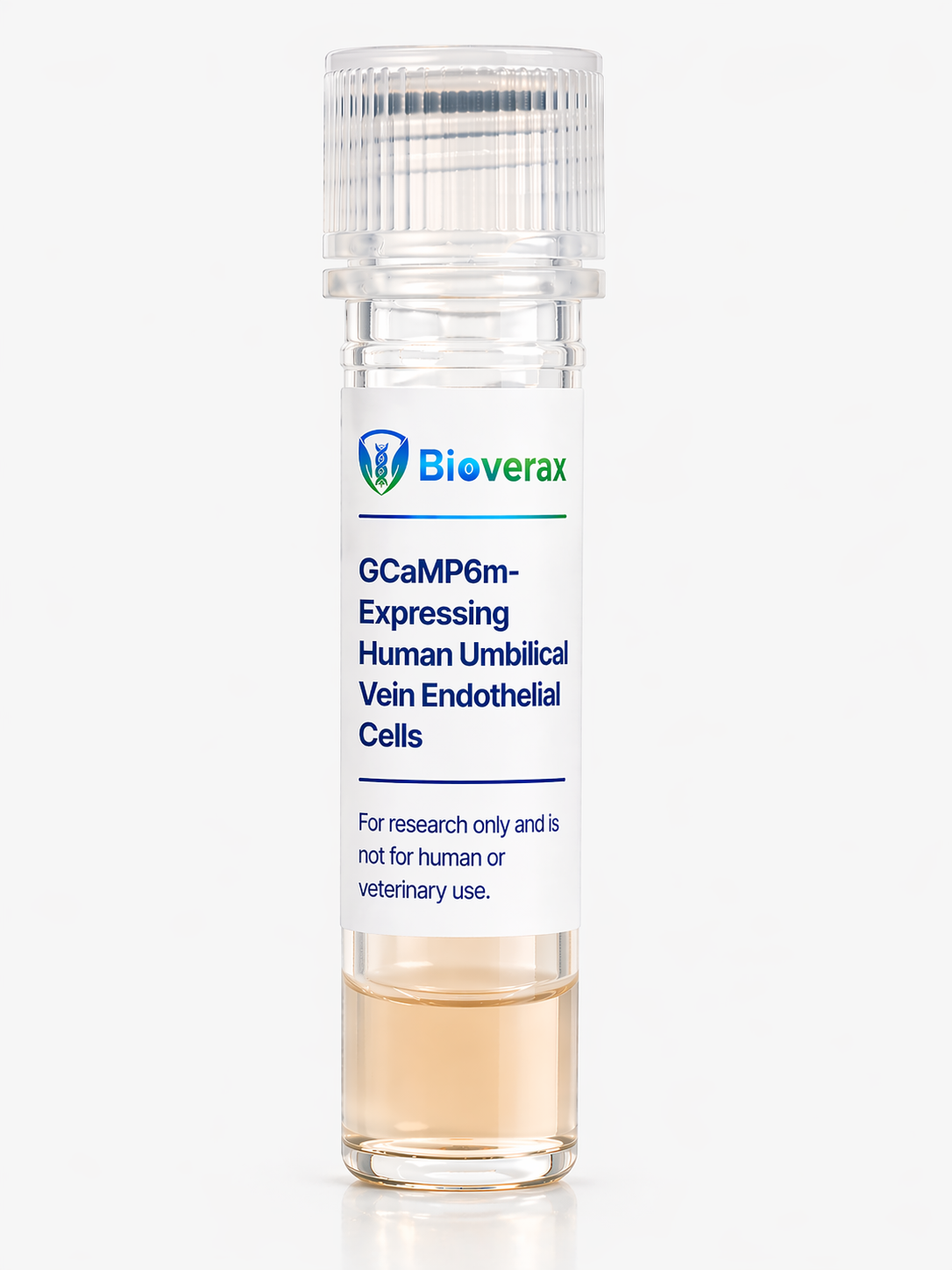 GCaMP6m-Expressing Human Umbilical Vein Endothelial Cells