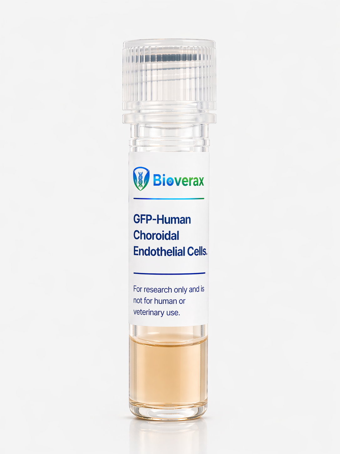 GFP-Human Choroidal Endothelial Cells