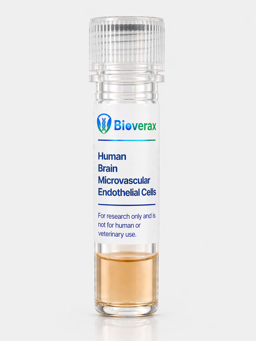 Human Brain Microvascular Endothelial Cells Expressing GFP-AEQ in Mitochondria