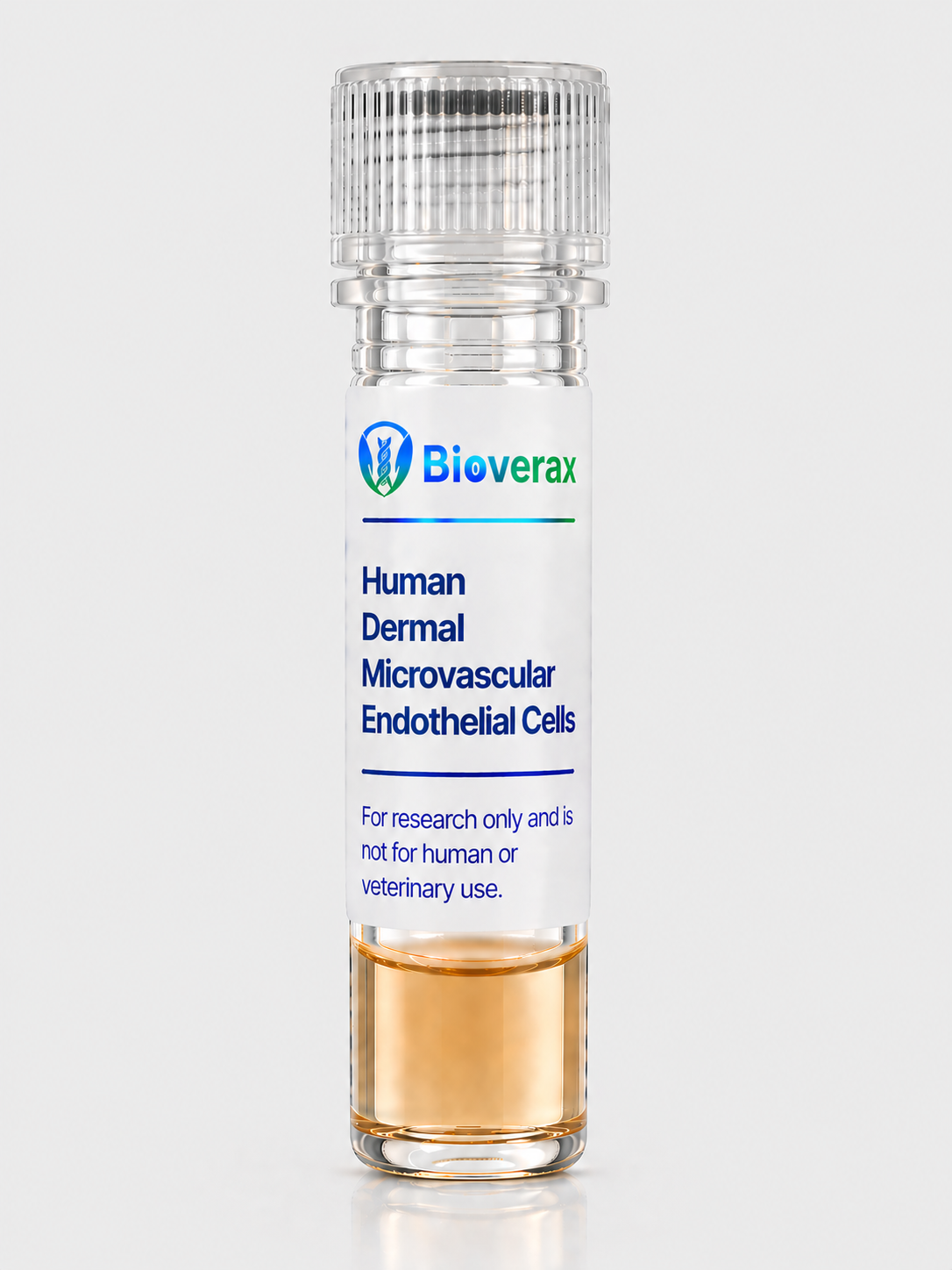Human Dermal Microvascular Endothelial Cells