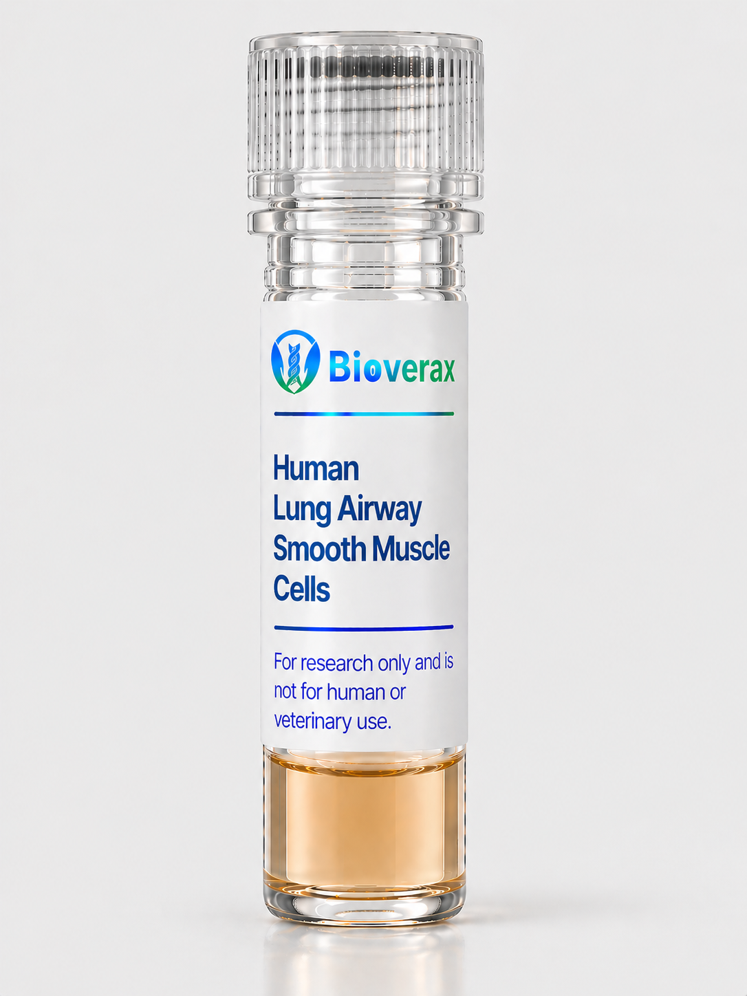 Human Lung Airway Smooth Muscle Cells
