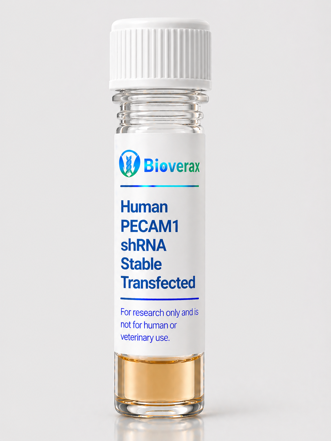Human PECAM1 shRNA Stable Transfected HUVECs