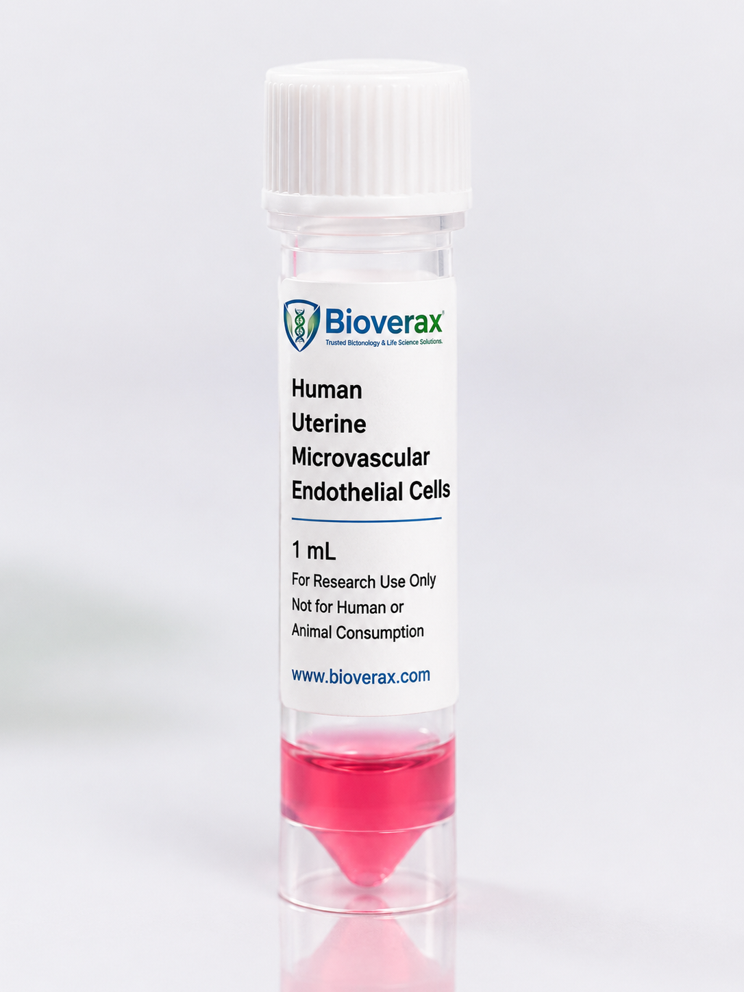 Human Uterine Microvascular Endothelial Cells